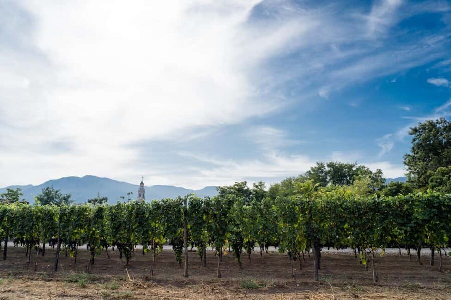 From Pompeii: Mount Vesuvius Wine Tasting and Lunch - From Pompeii ruins to the vines of Vesuvius