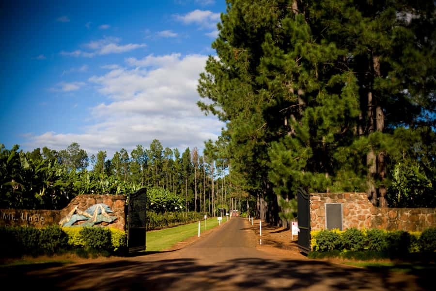 From Port Douglas: Atherton Tablelands Adventure - Gallo Dairyland on volcanic farmland