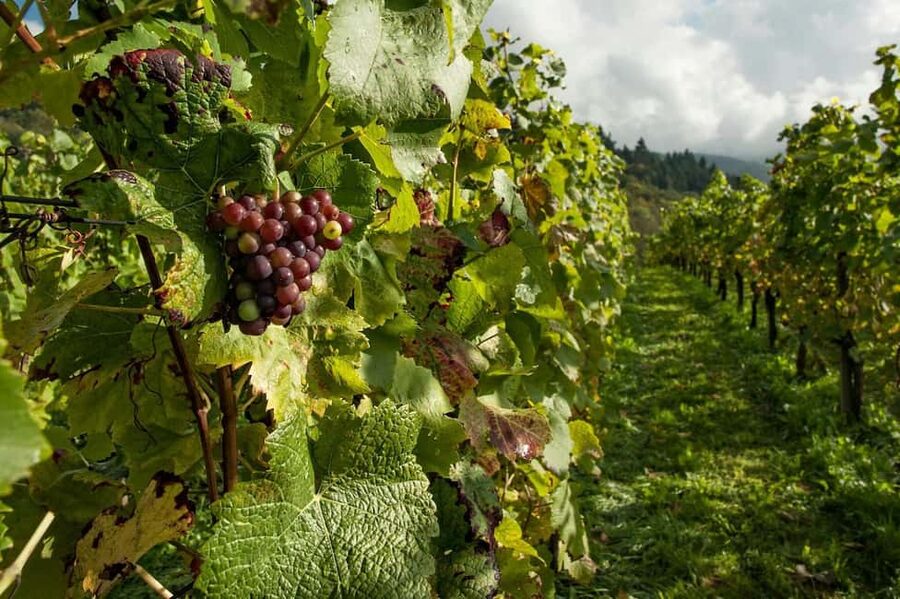 From Porto: 2 Wine Regions, Farm Lunch, and Boat Ride - First winery: food, wine, and the local story