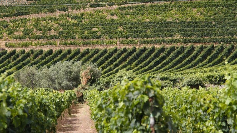 From Porto: 2 Wine Regions, Farm Lunch, and Boat Ride - The guides can make or break the day