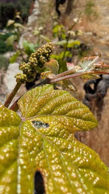 2 Wine Regions, Farm-to-Table Lunch & Boat
