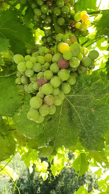 From Porto Day Douro Valley Wine Tour 2 Wine Tasting & Lunch - Practical details that affect your choice
