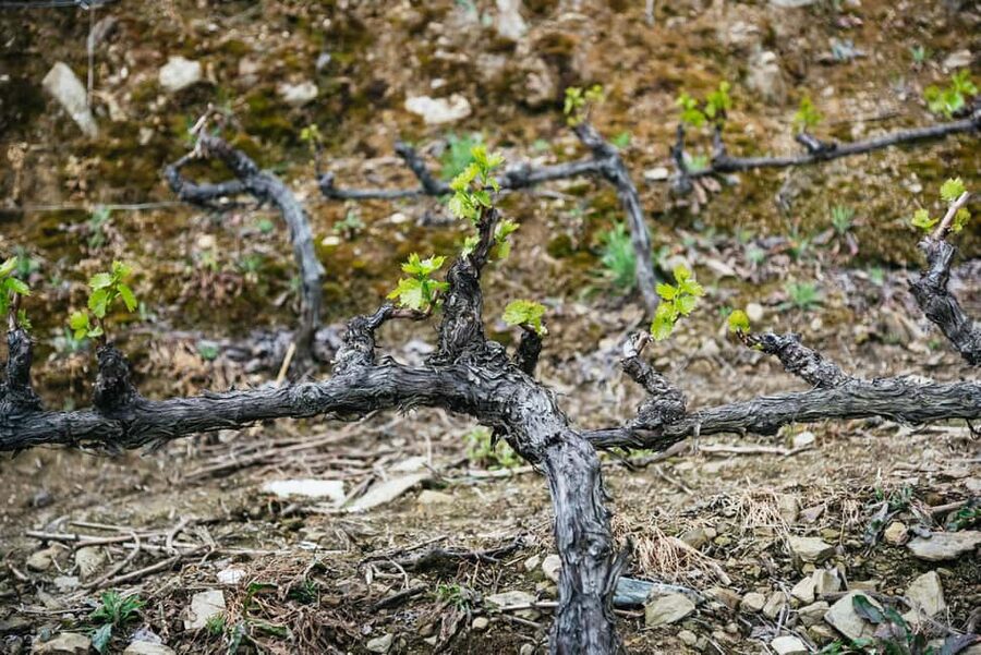 From Porto: Small Group Douro Valley Tour with Wine & Cruise - Comfort, timing, and practical limits