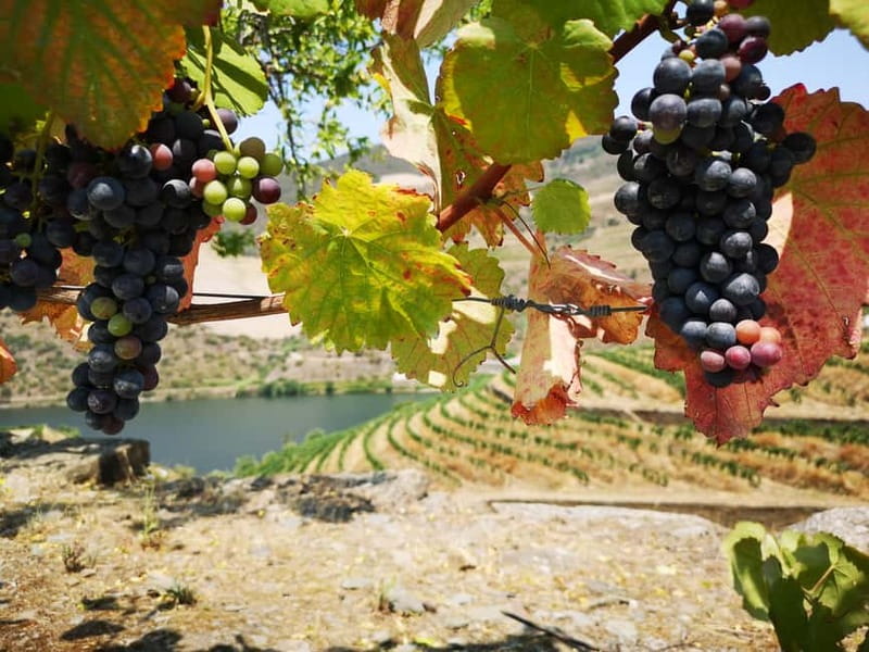 From Porto: Tastings at 2 Wineries, Chef's Lunch & Boat Tour - Who should book this Douro experience?