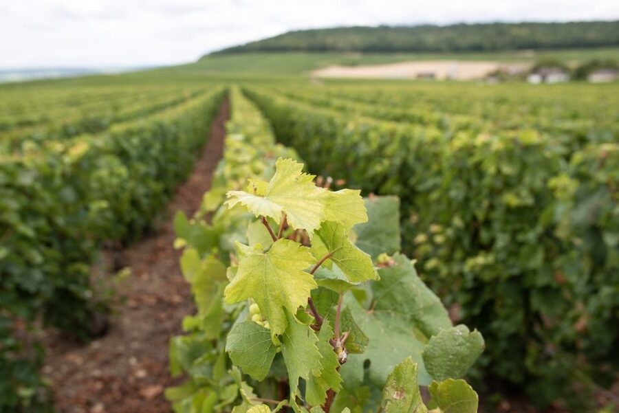 From Reims: Champagne and Family-Run Wineries Tour - Second winery: compare the wines, not just the labels