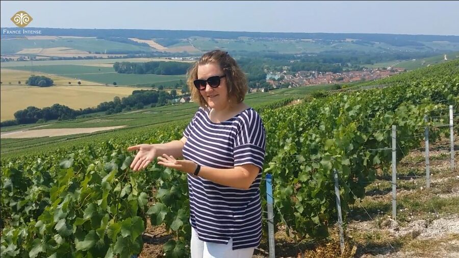 From Reims: Champagne Day Trip to 3 Family Domains & Lunch - What the three family estates add
