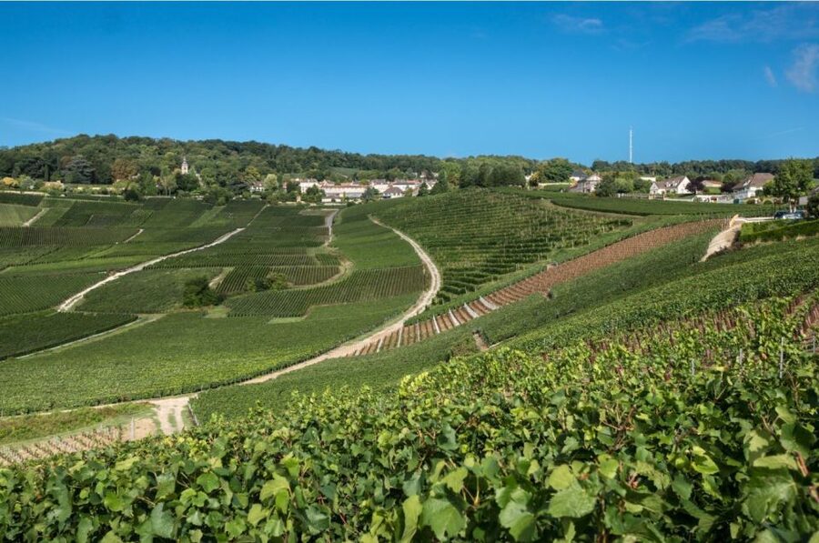 From Reims: Champagne Day Trip to 3 Family Domains & Lunch - Hautvillers and the Dom Pérignon connection
