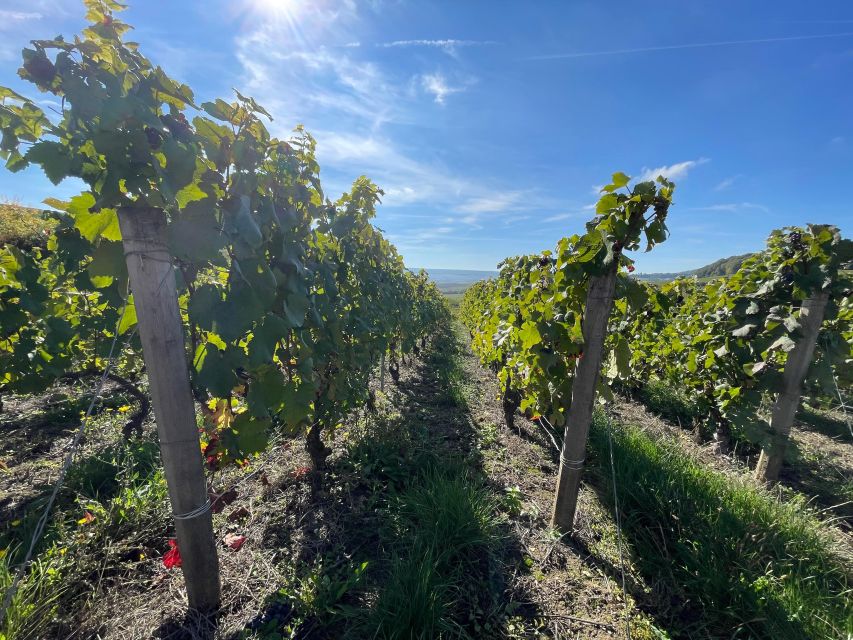 From Reims/Epernay: Champagne half-day tour (small group) - Why the small producers matter in Champagne