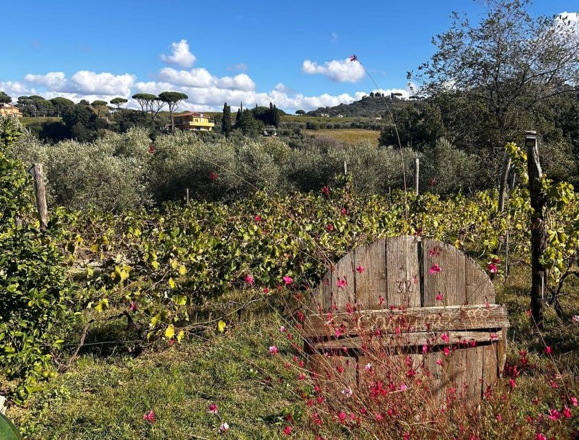 From Rome: Half-Day Frascati Wine Tour with Farmhouse Lunch - Why Frascati makes a smart break from Rome