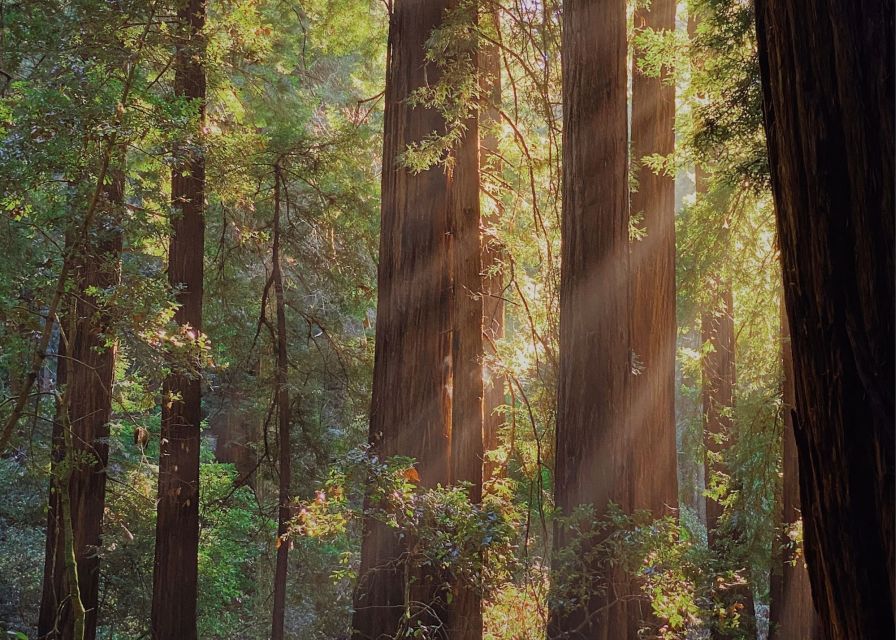 From San Francisco: Muir Woods & 3 Wineries in Napa & Sonoma - The guide can make or break the day