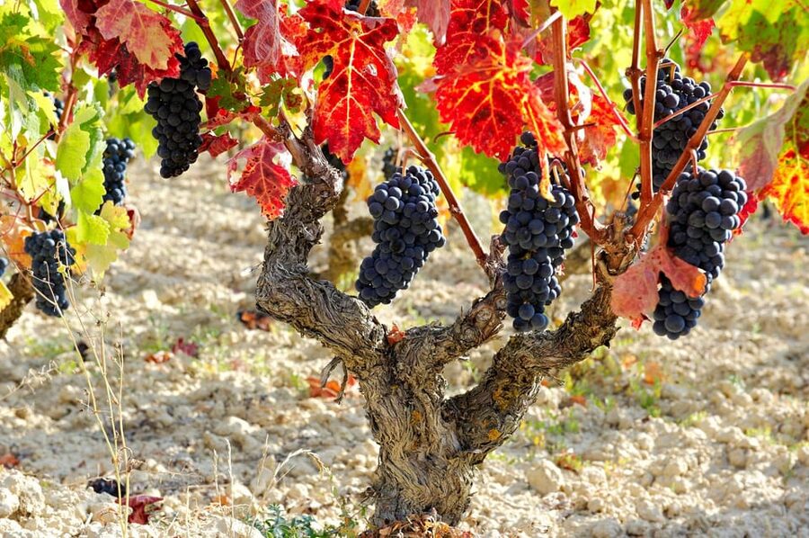 From San Sebastian/Bilbao/Vitoria: La Rioja Wineries Tour - The 90-minute ride from Bilbao, Vitoria-Gasteiz, or San Sebastian