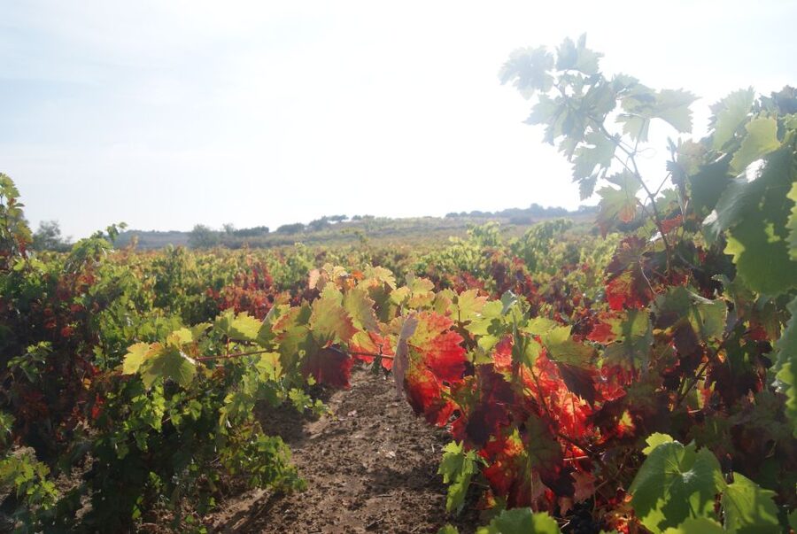From San Sebastian/Bilbao/Vitoria: La Rioja Wineries Tour - Is $318 a fair price?