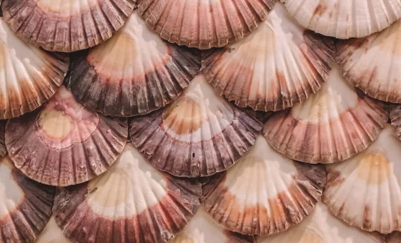 From Santiago: Rías Baixas Tour with boat trip and winery - O Grove, seafood, and the cruise decision