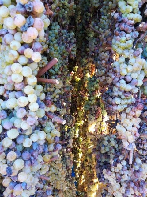 From Siena: Chianti Wine Tour with Lunch - The first cellar and the story of Chianti wine
