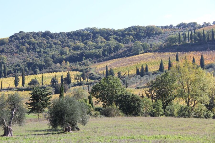 From Siena: Chianti Wine Tour with Lunch - The second estate and the personal side of production