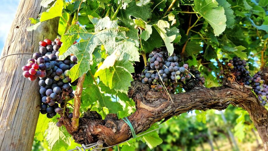 From Siena: Chianti Wine Tour with Lunch - Guides who shape the day