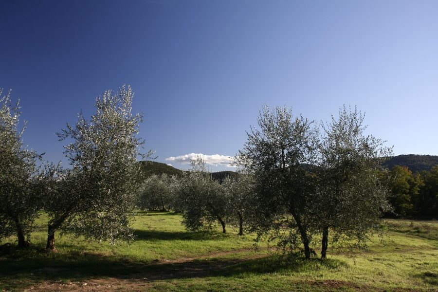 From Siena: Chianti Wine Tour with Lunch - From Siena to the old border country
