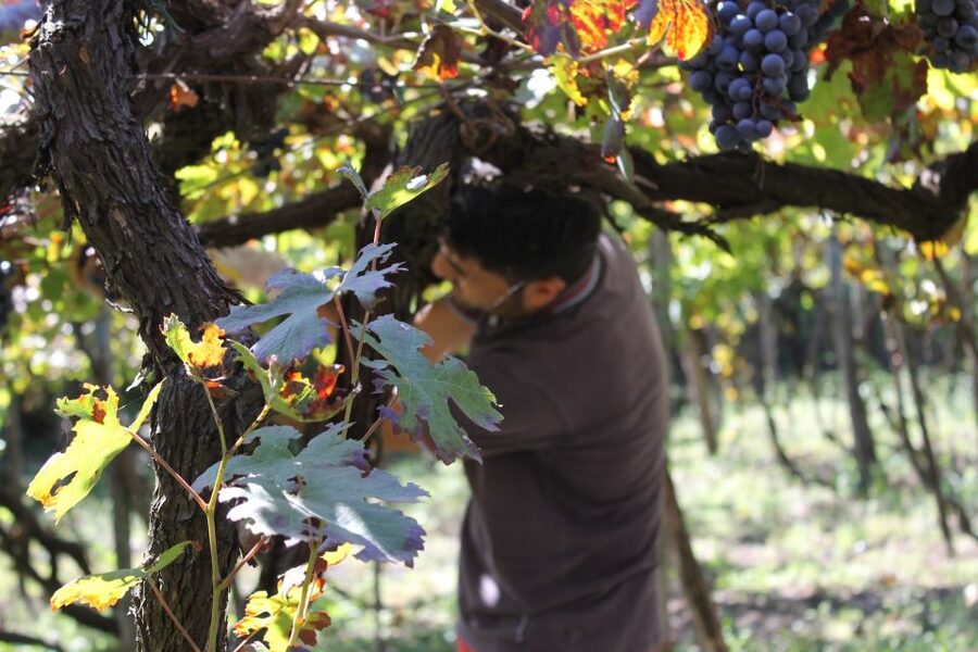 From Sorrento: Full-Day Pompeii & Wine Tasting Tour - Meeting in Sorrento and riding to Pompeii