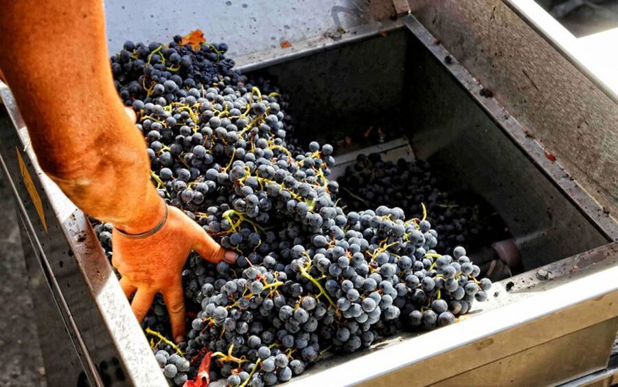 From Sorrento: Winery Tour, Tasting & Lunch - A Mount Vesuvius winery reached by train