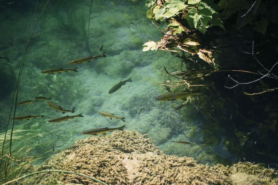 From Split: Krka Waterfalls, Food & Wine Tasting Tour - Who Will Enjoy This Tour Most