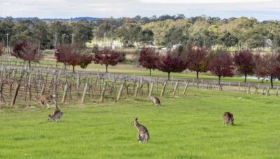All Inclusive Boutique Hunter Valley Wine Tour