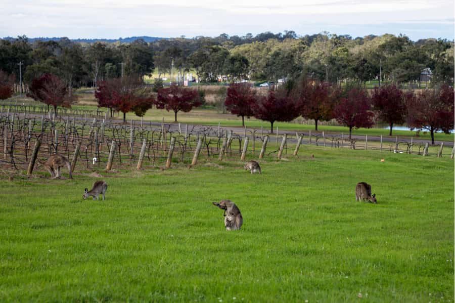 From Sydney: Award-Winning Hunter Valley Wine & Cheese Tour - A lakeside lunch in Pokolbin