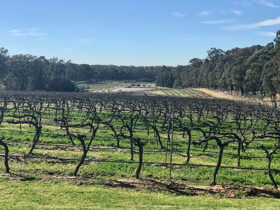 From Sydney: Hunter Valley Wine Tasting & Winery Picnic Tour - Why this Hunter Valley day trip works