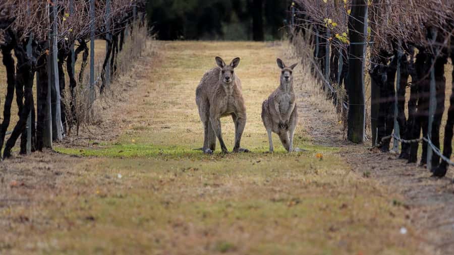 From Sydney: Hunter Valley Wine Tasting & Winery Picnic Tour - The ride from Sydney to Wyong