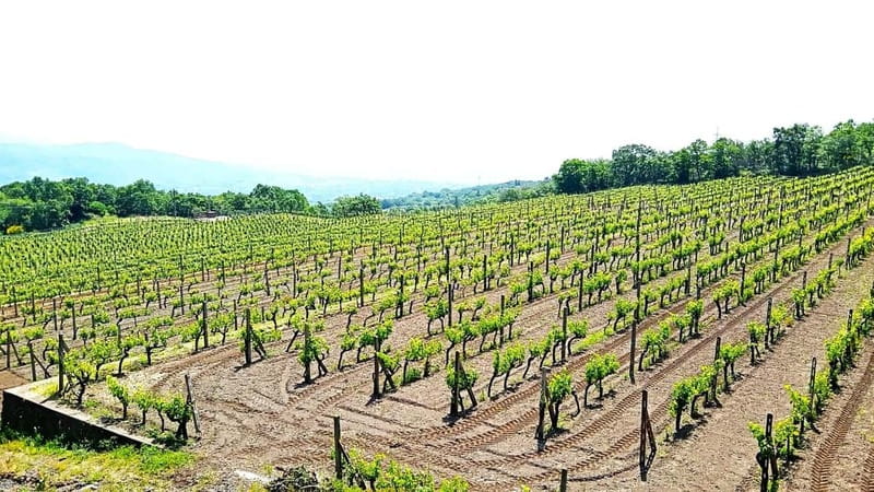 From Taormina: Etna Walking Tour and Wine Tasting in Winery - Why the small group changes the day