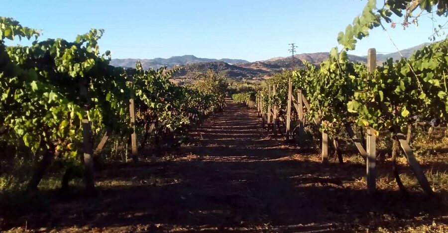 From Taormina: Etna Wineries Small Group Tour - Why Etna wine country makes a good day trip from Taormina