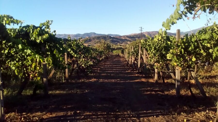From Taormina: Etna Wineries Small Group Tour - The first winery: vineyard views and early tastings
