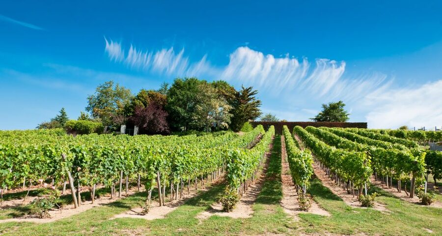 From Tours: Loire Valley Wineries Day Trip with Tastings - Should you book it?