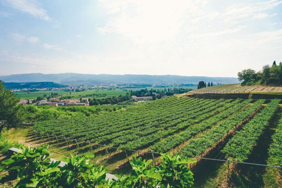 From Verona: Valpolicella and Amarone Wine Tasting Tour - The 15-minute transfer and the second cellar