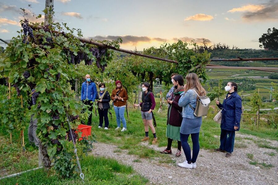 From Verona: Valpolicella Winery Tour with Amarone Vintages - Six wines from Classico to Recioto