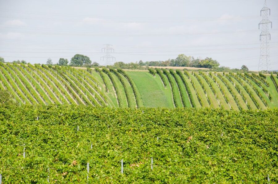 From Vienna: Half-day Countryside Wine Tour with Meal - Why the guide can make or break the day