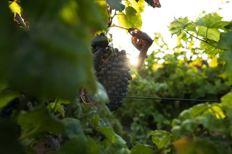 Fuerteventura: Tour & tasting at Conatvs Winery - Key points at a glance