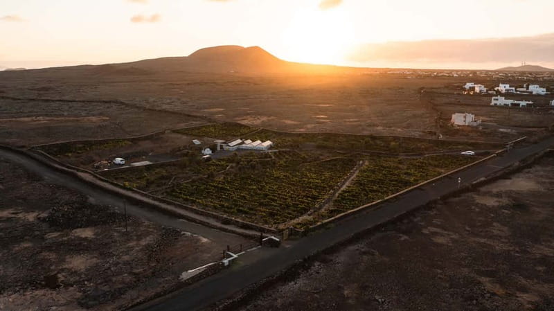 Fuerteventura: Tour & tasting at Conatvs Winery - Should you book Bodega Conatvs?