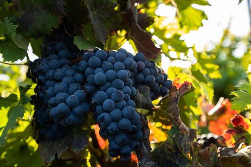 Fuerteventura: Tour & tasting at Conatvs Winery - Why Fuerteventura wine is worth your time