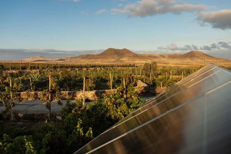 Fuerteventura: Tour & tasting at Conatvs Winery - How much time should you allow?