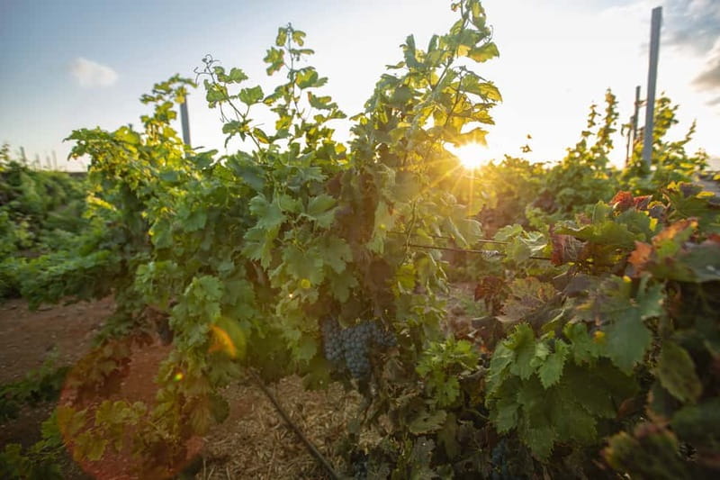 Fuerteventura: Tour & tasting at Conatvs Winery - Transportation is the main practical issue