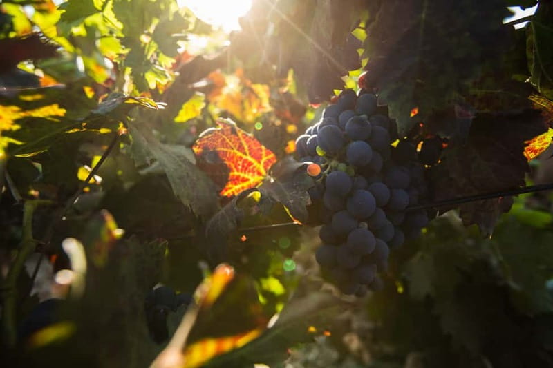 Fuerteventura: Tour & tasting at Conatvs Winery - Who will enjoy this visit most?