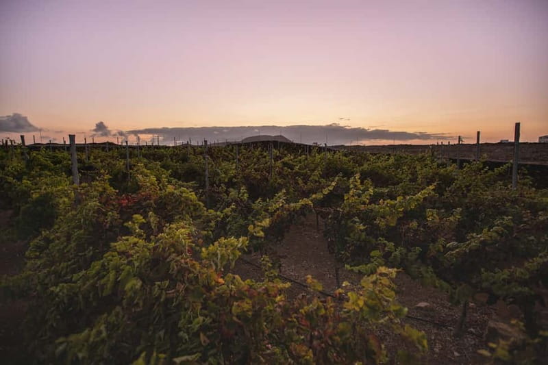 Fuerteventura: Tour & tasting at Conatvs Winery - Walking through the vines
