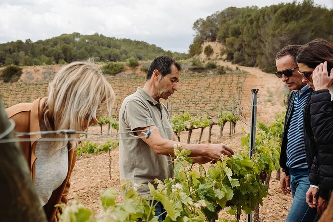 Full-Day Trip Barcelona to Montserrat Monastery & Cava Winery - Transport, Timing, and the Real Cost