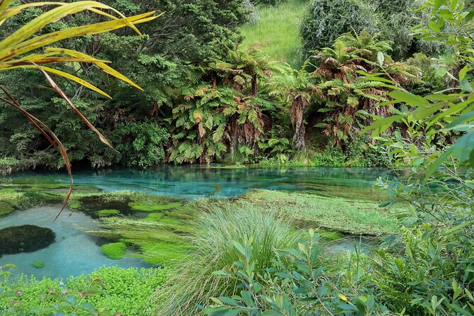 Full-Day Wine Tasting Tour in Auckland with 3-Course Vineyard Lunch - What the tastings can teach you about New Zealand wine