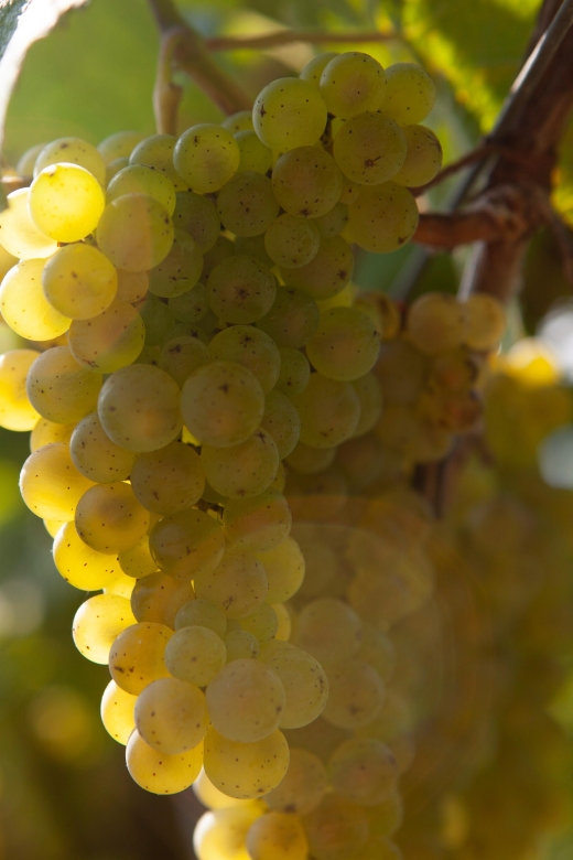 Getaria Txakoli wine tour from San Sebastian - Key points at a glance
