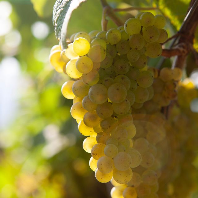 Getaria Txakoli wine tour from San Sebastian - Why txakoli belongs on your Basque Country itinerary