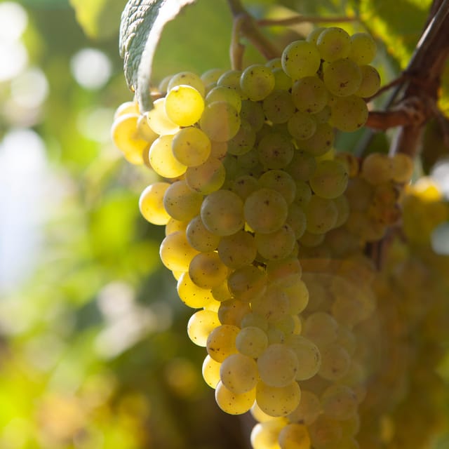 Getaria Txakoli wine tour from San Sebastian - Zarautz: a coastal stop with room to walk