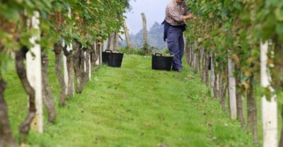Getaria Txakoli wine tour from San Sebastian