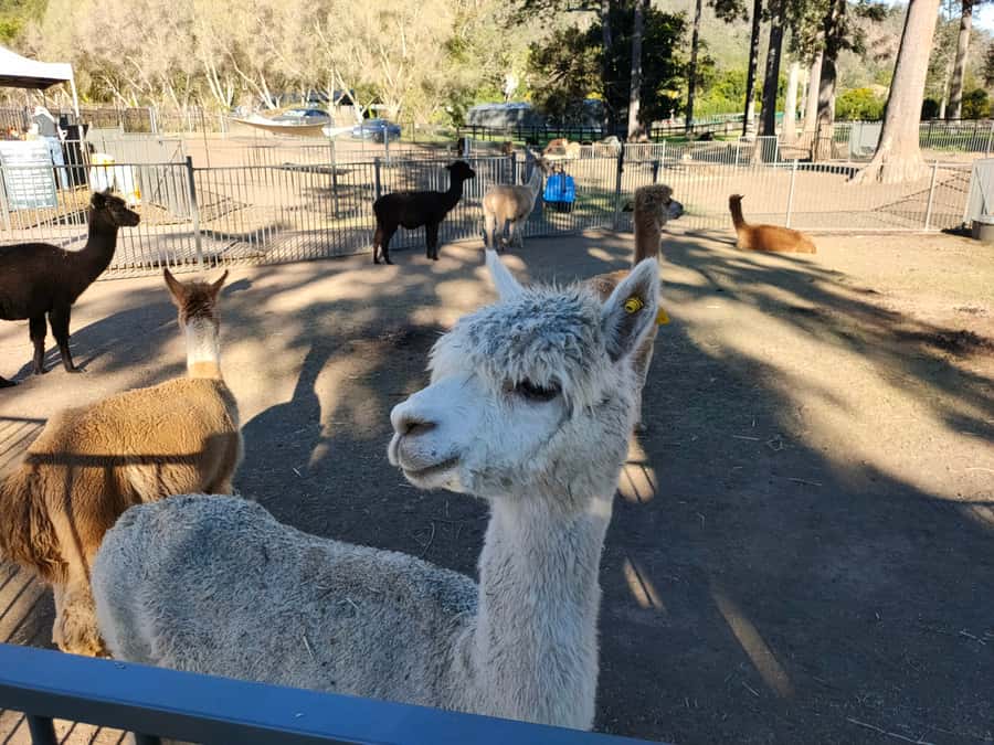 Gold Coast: Lamington Treetops, Wildlife and Vineyard Visit - Guides make the difference
