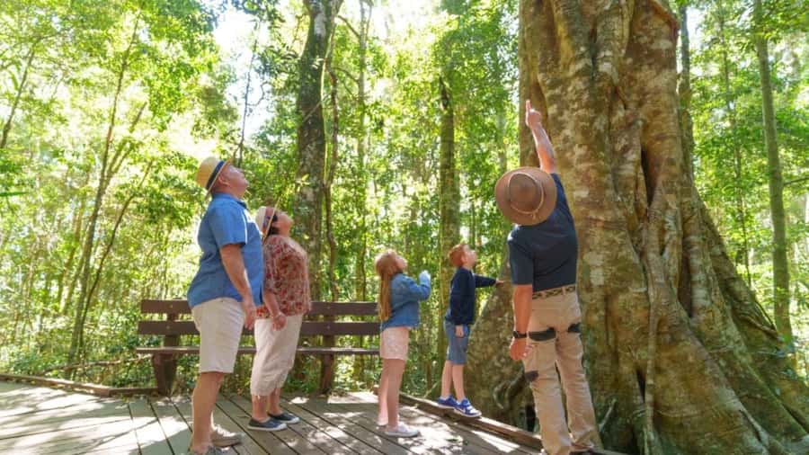 Gold Coast: Lamington Treetops, Wildlife and Vineyard Visit - Is $91 good value?